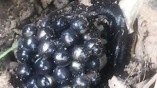 what is this guys? Do any of you know?