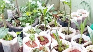 Orta de vários tipos de verduras