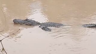 Crocodilo ???? acazalando