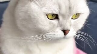 cute cats videos /cats /nice cat