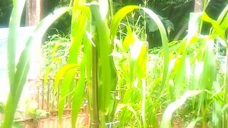 ZB-39  The Garden -05