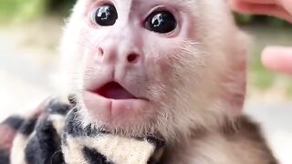 Милый обьзянчик