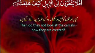 Quran Surah #Quran #quranquotes #shorts