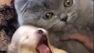 Cute Cats Compilation | The Best Cat Videos of 2024!"Funny Moments"