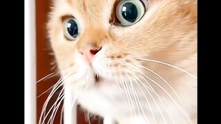 Cute Cats Compilation | The Best Cat Videos of 2024!"Funny Moments" 2
