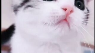 Cute Cats Compilation | The Best Cat Videos of 2024!"Funny Moments" 3