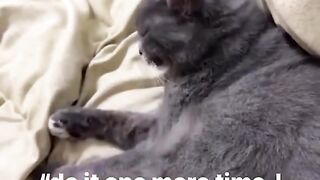 A Cat is going Stalk-Anger when you do she do it that one more time