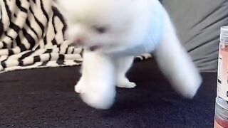 Cut funny dog ????