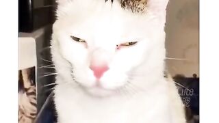 Funny cate and dog video
