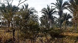 De volta pra casa