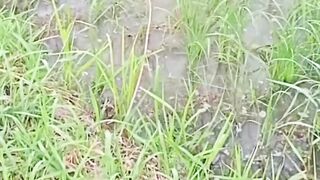 fishing video  in bangladesh .