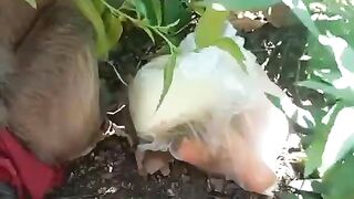 makan sayuran