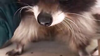 Like a plushie