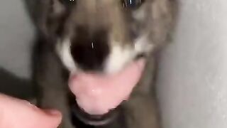 A wolf pup growing up