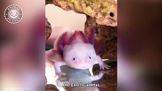 Axolotl ! ???? One Of The Cutest And Exotic Animals In The World - 1 Minute Videos.