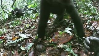 Robot spy gorilla infiltrates a wild gorilla troop ????️???? _ Spy In The Wild - BBC.