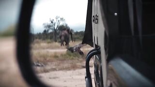 The Big Five __ Cinematic Wildlife Video South Africa.