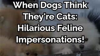 When Dogs Think They're Cats: Hilarious Feline Impersonations!