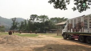 Herd Exciting On Arrival Of New Rescue Elephant “Dok Koon” - ElephantNews.