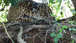 Onça pintada a espera da presa