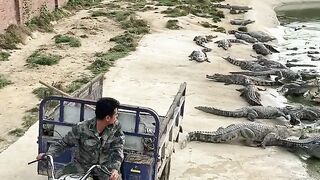 Alimentando crocodilo ????????