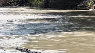Quantos crocodilo ???????????? você consegue contar?