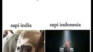 Kesedihan Sapi di tgl 17