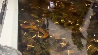 Fish group