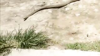 I wonder what this snake will do with that flip flop. He got no legs. ????????