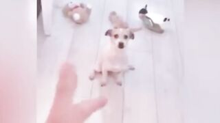 Cute funny cats moments. Funny cat videos