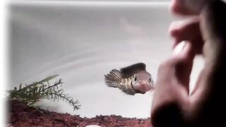 Bermain dengan ikan channa kesayangan