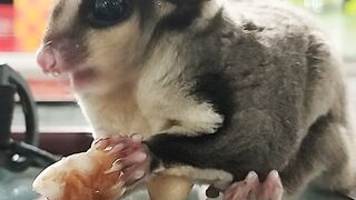 Suger glider