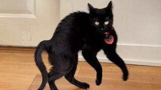 CATS will make you LAUGH NO MATTER WHAT ???? Funny Cat Videos of 2024