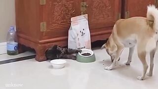 When you live with a Cat has 200 IQ Our "When you live with a Cat has 200 IQ" ​