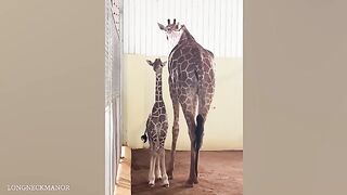 Funniest Animal Videos That Will Make You Laugh ???? Best Funny Animals Videos Of 2024