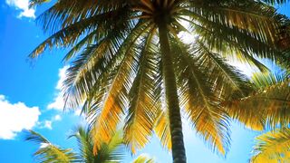 Natural Beautiful Background Video. 2