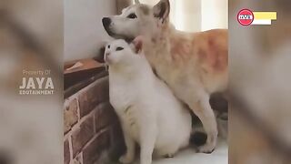 the cat is burned, the dog is given a gift