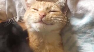 Cute Cats Compilation | The Best Cat Videos of 2024!"**"Funny Moments"