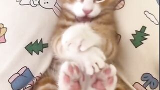 Cute Cats Compilation | The Best Cat Videos of 2024!"**"Funny Moments" 2