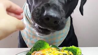 Dog Funny 2