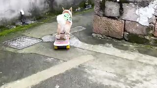 Dog Funny 3