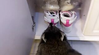 Funny shorts 24