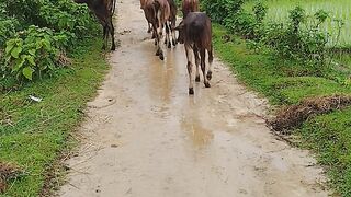 প্রাকৃতিক সৌন্দর্য 2