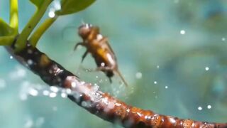 ikan dengan kemampuan luar biasa