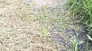 Today, I was playing in the Meghna river and I caught 18 kg katal fish with spear     fishing in bangladesh style