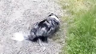 A Border Collie And Aussie Both Letting Each Other Know They Are Not A Threat
