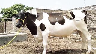 Friesian jersey cross
