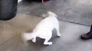 Pup-fu