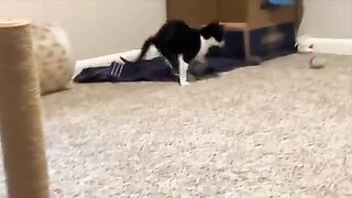Your daily dose of Dingus the tri-pawed in all his flipping glory