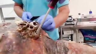 Removing barnacles off a sea turtle